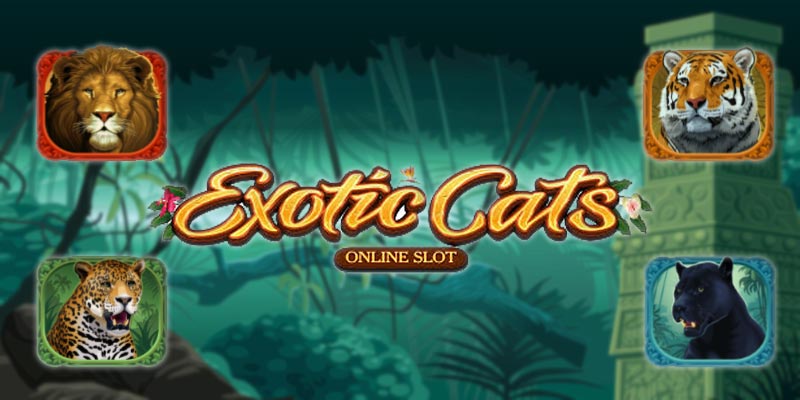 slot med katter hos www.svenskakasinon.se